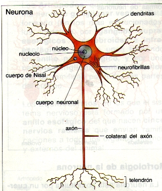 clasificacion de las neuronas